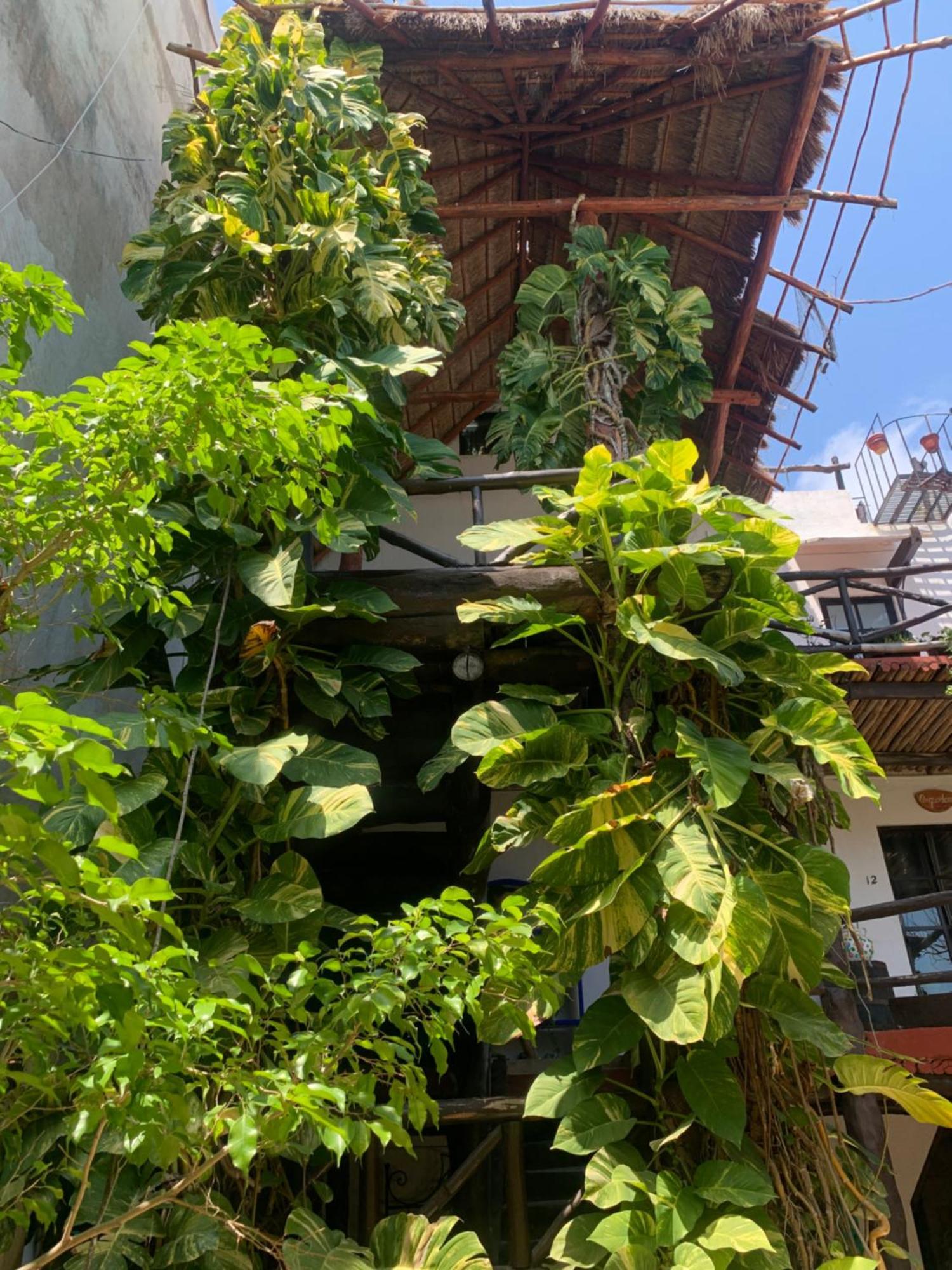 Casa Caribe Cancún Buitenkant foto A green wall in Mexico City
